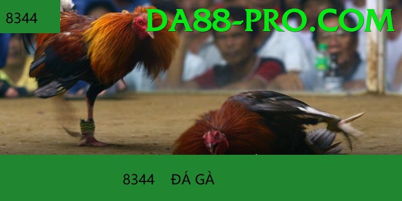 Cách Đọc Kèo Đá Gà - Game thẻ bài