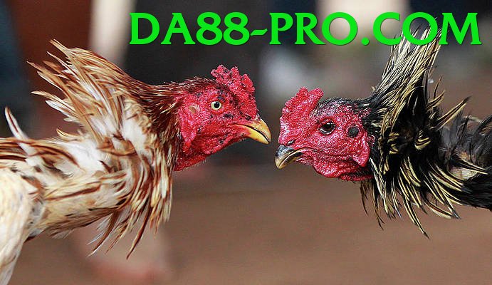 Đá Gà Trực Tiếp - da88 - Xếp hạng